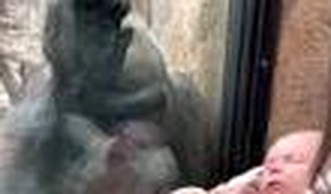 [Vídeo] Mãe gorila observa bebê humano em zoológico e encanta a web
