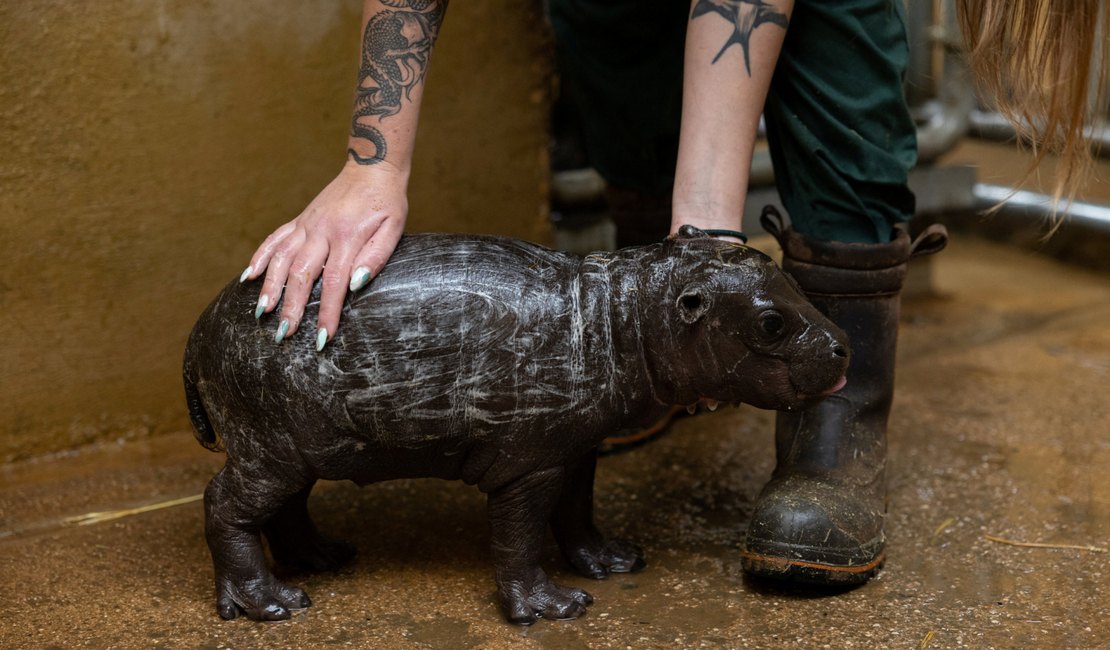 Raro hipopótamo pigmeu nasce em Atenas pela 1ª vez em 10 anos