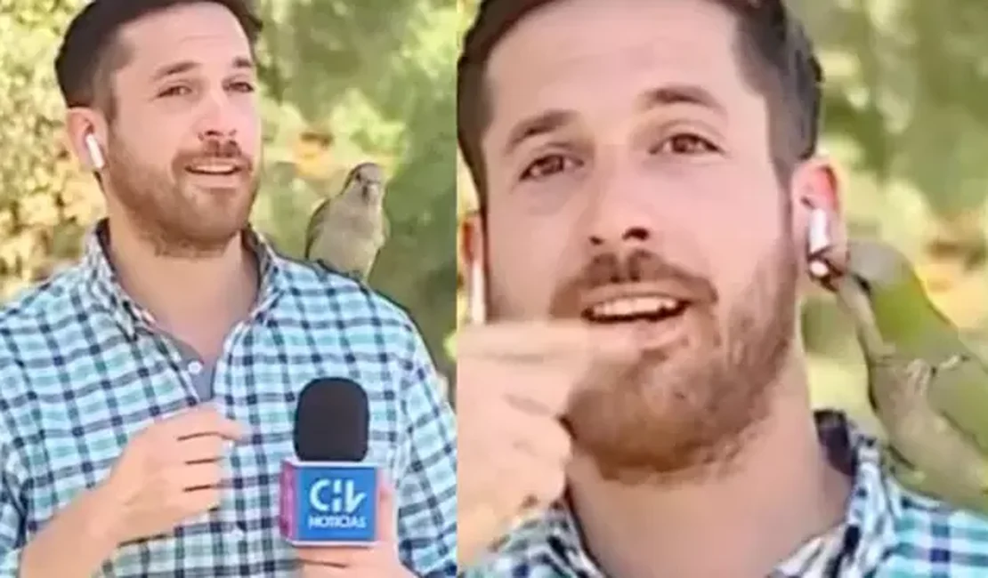 Pássaro 'rouba' fone de ouvido de repórter durante entrada ao vivo; veja