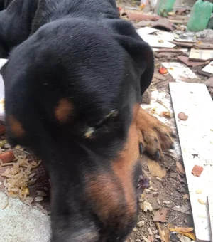 Cachorro morre vítima de maus-tratos e proprietário é preso em Maceió