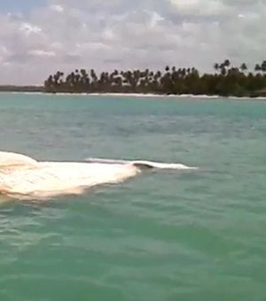 Baleia morta é encontrada em alto mar na Praia do Patacho
