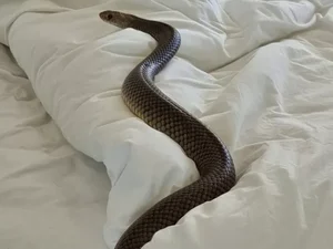 Australiana encontra cobra venenosa de 1,80m em cama