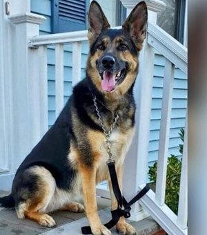Cachorra 'salva a vida' do dono enquanto ele sofria um derrame nos EUA