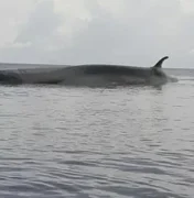 [Vídeo] Com cerca de 16 metros, baleia encalha e morre no arquipélago do Marajó, no Pará