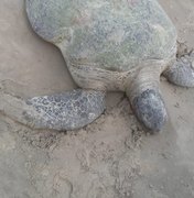 Biota encontra tartaruga marinha encalhada e morta, em Jaraguá