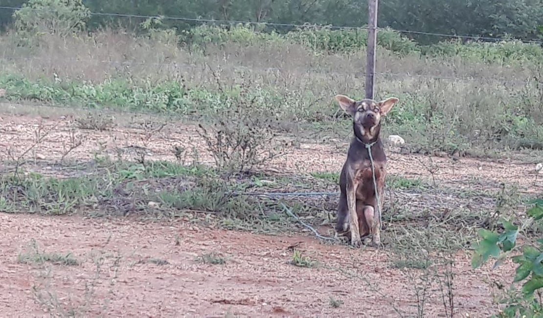 Cão é abandonado no Lago da Perucaba, em Arapiraca