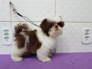 Vídeo flagra roubo de cachorros em pet shop na Jatiúca