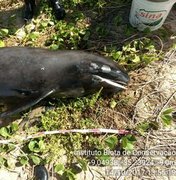 Golfinho morre após encalhar na areia de praia em Maragogi 