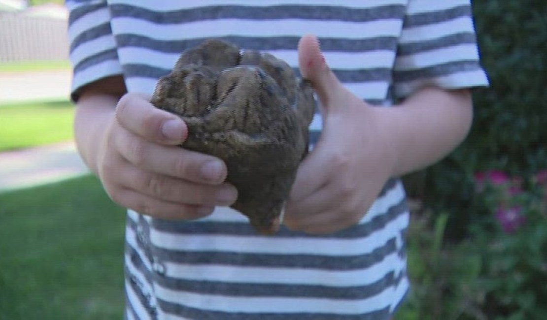 Criança de 6 anos descobre dente de mastodonte em parque dos EUA