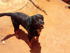 Para não sacrificar cachorro, tutora faz campanha para custear tratamento contra calazar