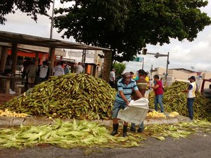 Milho verde aparece em fartura na cidade de Arapiraca 