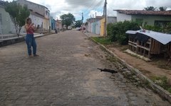 Cuidadora de animais denuncia mortes de gatos no bairro Primavera em Arapiraca