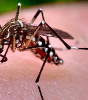 Chikungunya: 2 de cada 5 Municípios brasileiros têm casos da doença