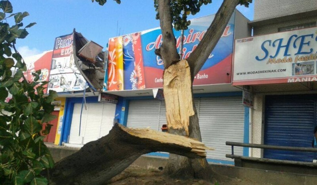 Parte de árvore desaba e interdita trânsito no Centro de Arapiraca