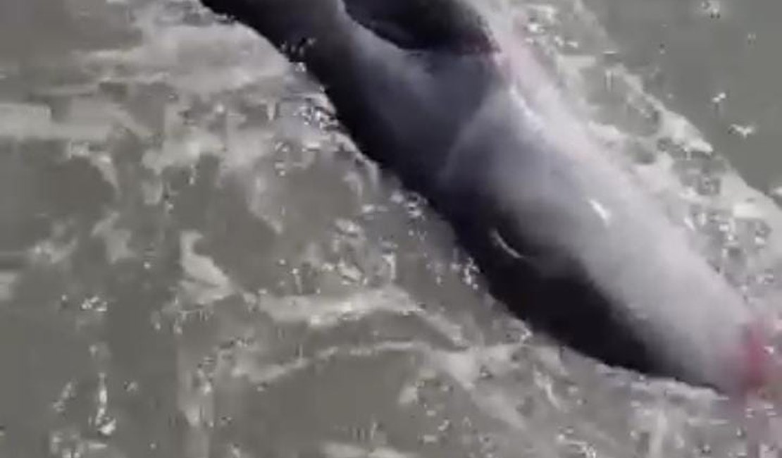 Filhote de baleia encalha em praia de Maragogi