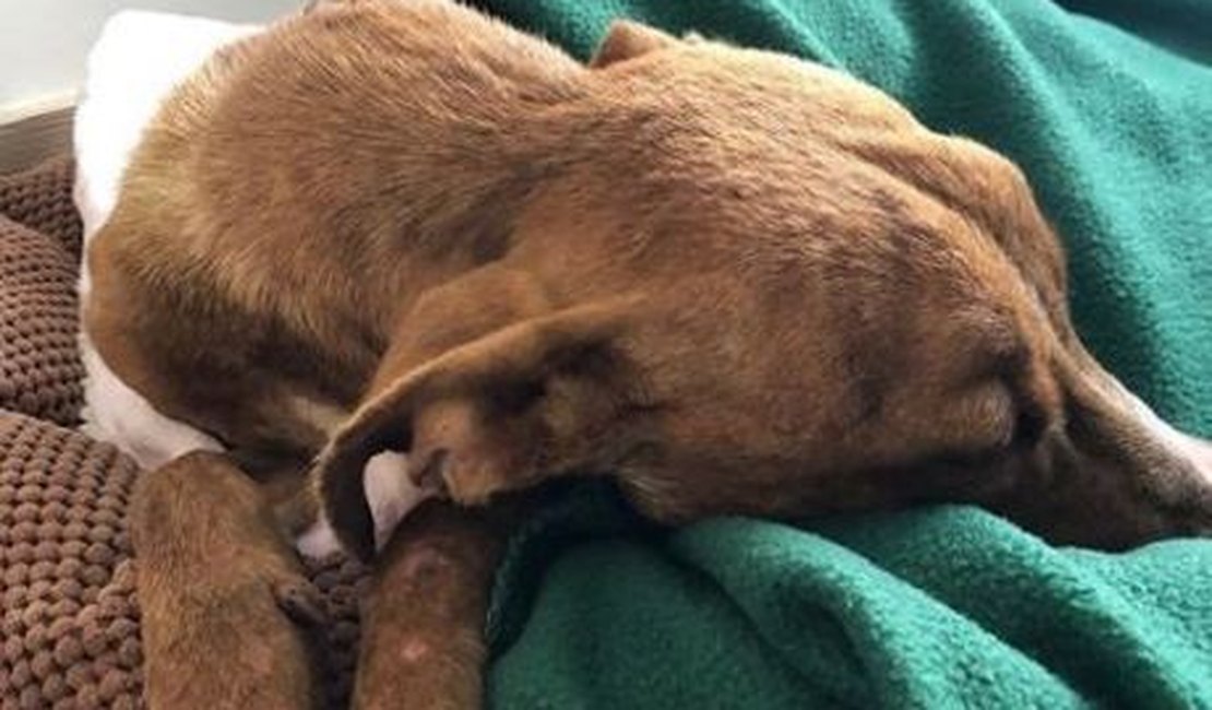 Cachorro é resgatado de escombros um mês após furacão Dorian
