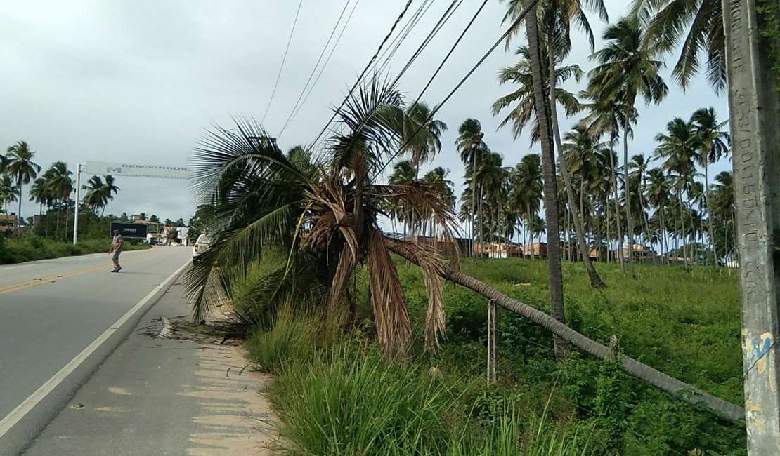 Coqueiro cai em fiação e interdita parcialmente rodovia em Maragogi