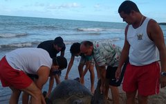 Tartaruga encalhada  é encontrada com vida em praia de Maragogi