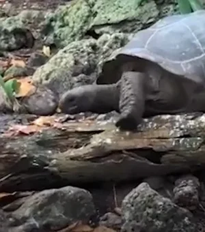 Tartaruga gigante esmaga e come filhote de andorinha. Veja vídeo