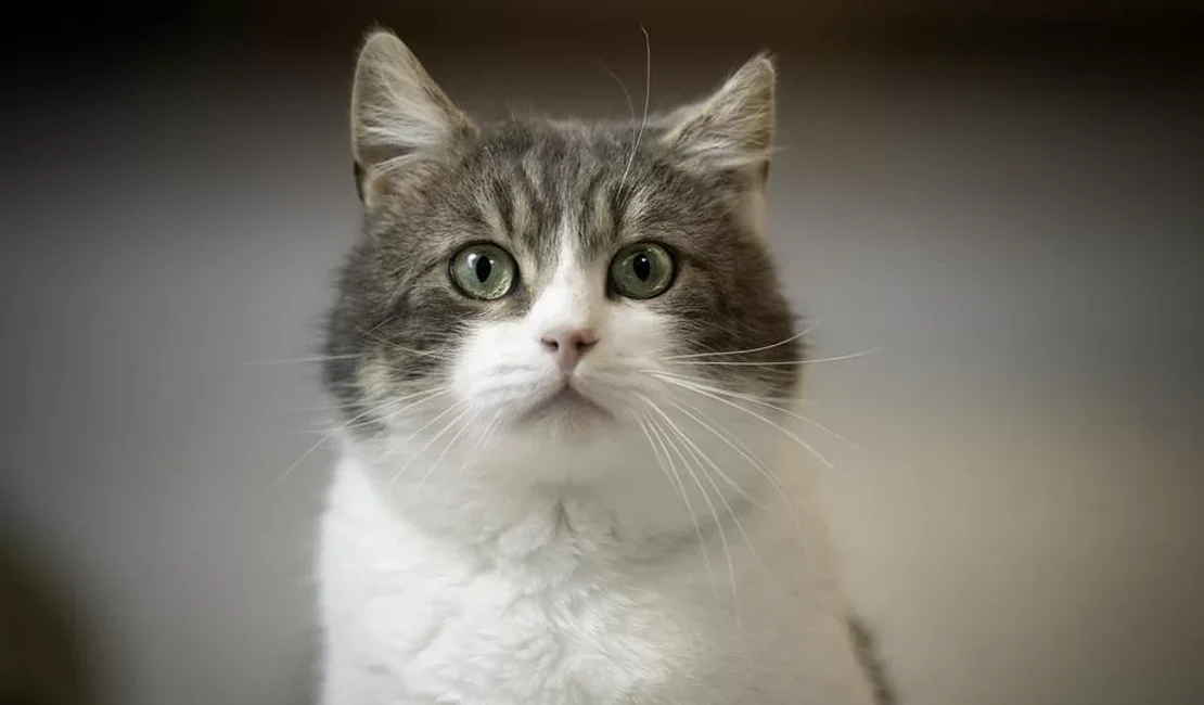 IA pode ajudar a traduzir sons e expressões faciais de gatos. Entenda
