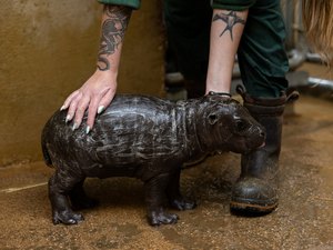 Raro hipopótamo pigmeu nasce em Atenas pela 1ª vez em 10 anos