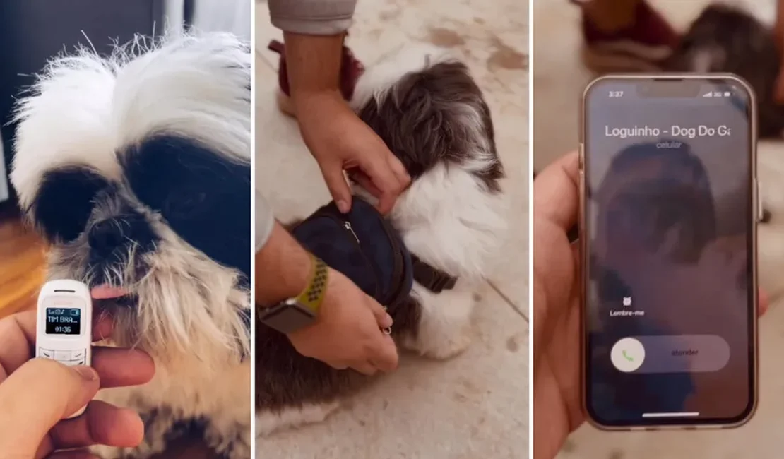Cachorro vai a barzinho em SP com minicelular e mochila nas costas e viraliza nas redes sociais