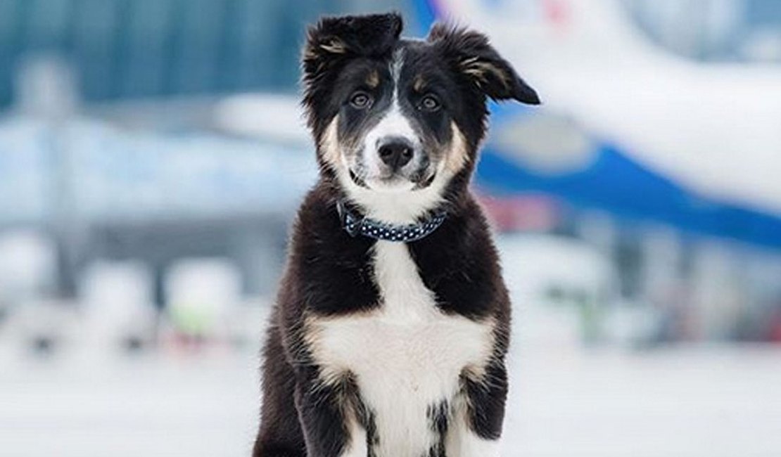 Filhote de Border Collie vira mascote de aeroporto na Crimeia