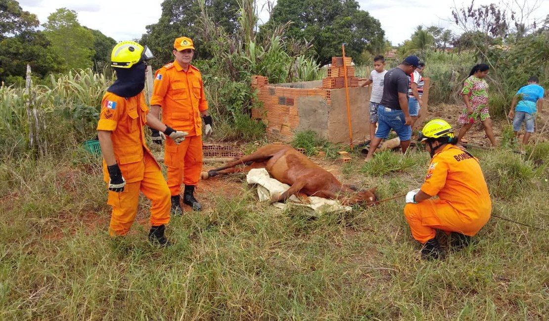Bombeiros resgatam cavalo que caiu em buraco, em Arapiraca