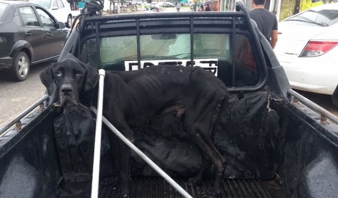 Cachorro resgatado em Penedo foi abandonado para morrer no local