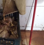 Vigilância interdita avícola e apreende quase meia tonelada de alimentos