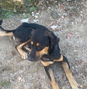 Cachorrinho atropelado em Porto Calvo morre após cirurgia