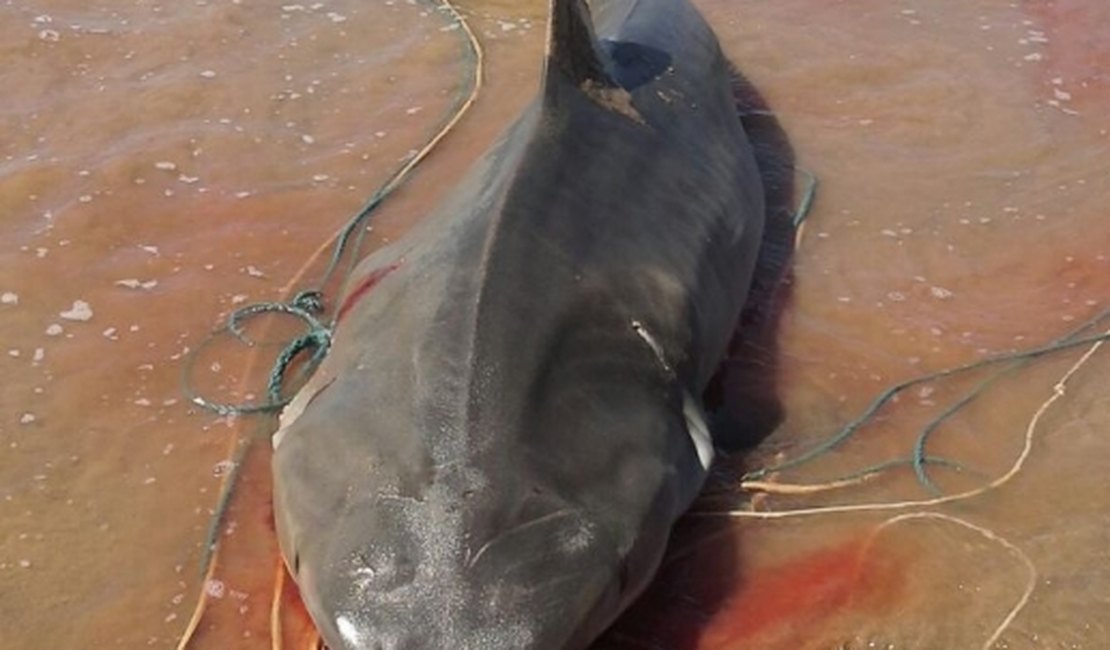 Pescadores capturam tubarão de quatro metros no Pontal do Peba