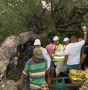 [Vídeo] Árvore centenária cai na rua das árvores em Maceió
