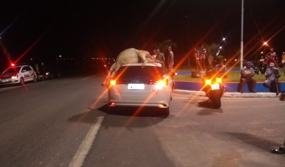 Colisão: Toyota Yaris atinge jumento na rodovia BR 316 e animal fica no teto do veículo