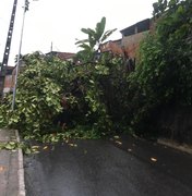 [Vídeo] Queda de árvore bloqueia trânsito na Ladeira da Moenda, em Maceió