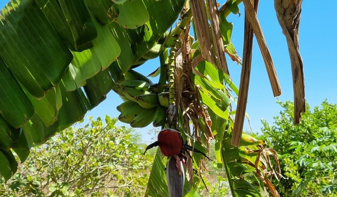 Emater realiza dia de campo para discutir o cultivo da banana em dois municípios da Zona da Mata