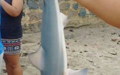 Filhotes de tubarão também foram encontrados na Praias de Tabuba
