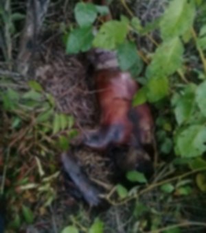 Corpo encontrado em Jequiá da Praia pode ser de jovem sequestrado em Piaçabuçu
