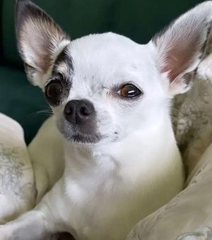Família de Arapiraca procura cadela Chihuahua desaparecida no bairro Novo Horizonte