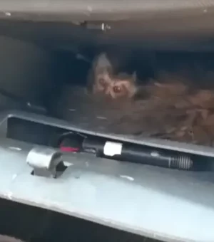 Macacos-prego são encontrados dentro de porta-luvas de carro em SP
