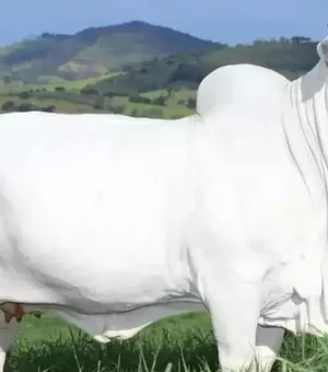 Avaliada em R$ 21 milhões, vaca mais cara do mundo é brasileira