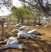 Adab confirma intoxicação alimentar como a causa da morte de 125 bois e vacas em fazenda 