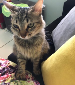 Família oferece recompensa de R$ 500 para quem encontrar gatinha desaparecida, em Arapiraca