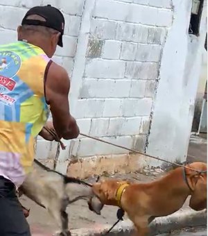 [Vídeo] Sem focinheira, pitbull ataca filhote de cabra e deixa animal ferido e sem orelha em Arapiraca