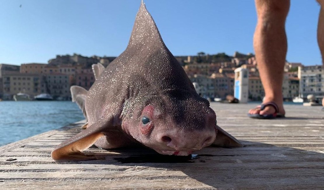 Tubarão com ‘cara de porco’ é encontrado no Mar Mediterrâneo
