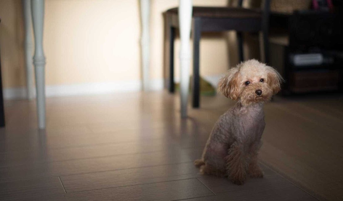Hospital de Maceió autoriza idosa a receber visitas da cadela durante internação