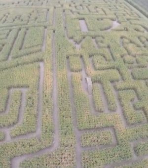 Labirinto em milharal se torna atração turística nos EUA; veja vídeo