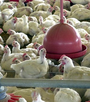 China reporta surto de gripe aviária e abate quase 18 mil animais