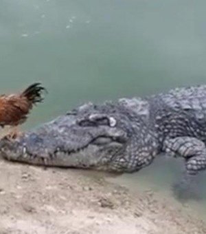 Galo 'destemido' escapa por pouco de ataque de crocodilo