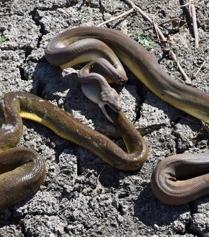 Cobra píton engole e depois “vomita” serpente da mesma espécie